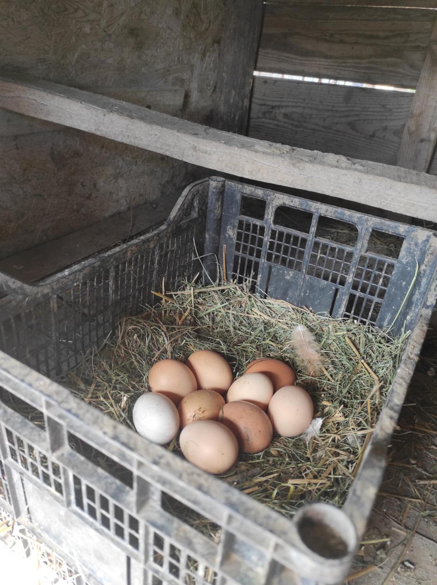 Pensiunea Agroturistica Casa Sirca Boghis Ngoại thất bức ảnh
